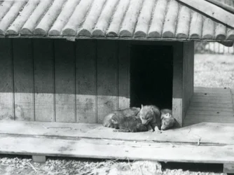 Čtyři kojotí štěňata odpočívající u vchodu do jejich doupěte/dřevěné chovatelské stanice v londýnské zoo