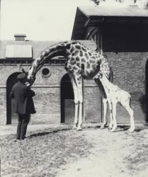 Žirafa s třídenním mládětem a ošetřovatelem v londýnské zoo, 1914
