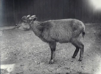 Himálajský goral v londýnské zoo, 1914.