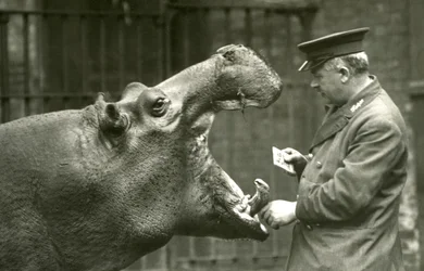 Hroch Bobbie s chovatelem Erniem Bowmanem, Londýnská zoo, 1927