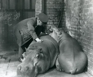 Hroši Joan a Jimmy v londýnské zoo v roce 1927