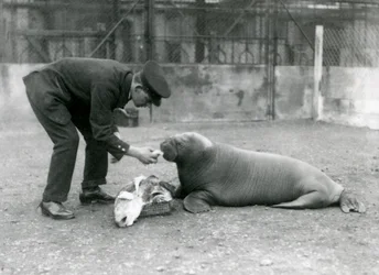 Chovatel, Arthur Chandler, krmí ryby mladému mrožovi, London Zoo, 1924