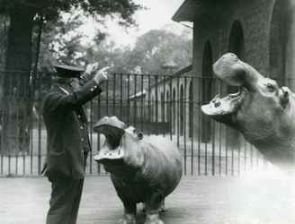 Chovatel Ernie Bowman s hrochy Bobbie a Joan v londýnské zoo, červenec 1923 (černobílá fotografie)