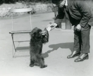 Chovatelská láhev Harry Warwick krmí mládě lenochoda v londýnské zoo, srpen 1921