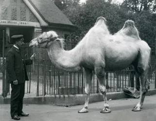 Chovatel W. Styles s dvouhrbým velbloudem před domem lám v londýnské zoo, červenec 1914