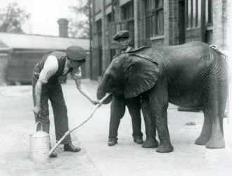 Chovatelé pomáhají mladému samci slona afrického Kiberenge pít z hadice, která byla připevněna ke konvi, Londýnská zoo, červenec 1924