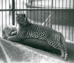 Leopard Rex ležící na kládě ve svém výběhu v londýnské zoo v červenci 1925
