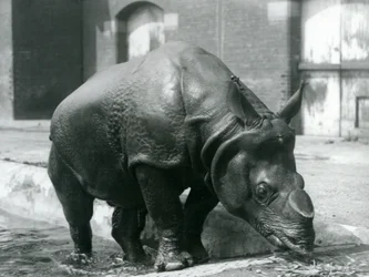 Samec nosorožce indického Felix opouští bazén v londýnské zoo v roce 1928