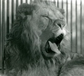 Lví samec Abdullah zívá ve svém výběhu v londýnské zoo v roce 1925.