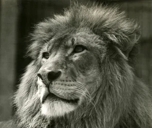 Samec lva Kuja v londýnské zoo v srpnu 1924