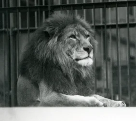 Samec lva Kuja ležící ve svém výběhu v londýnské zoo v lednu 1925