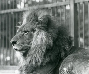 Samec Lion Toto ležící ve svém výběhu v londýnské zoo v září 1927