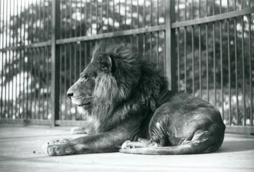 Samec Lion Toto ležící ve svém výběhu v londýnské zoo v září 1927