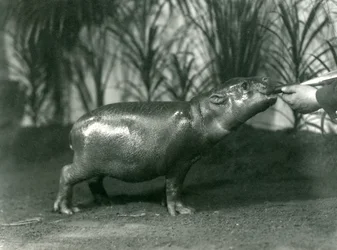 Percy, mladý hrošík trpasličí ručně krmený v londýnské zoo, listopad 1923 (černobílá fotografie)
