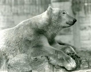Polar Bear Sam odpočívá na skalách na Mappin Terraces, London Zoo, před rokem 1930