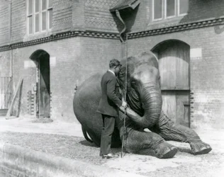 Syed Ali, trénující indiarani před Elephant House, Londýnská zoo, srpen 1923 (černobílá fotografie)