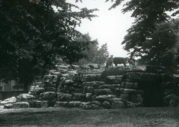 ElandAntelope Paddock v londýnské zoo v červnu 1924