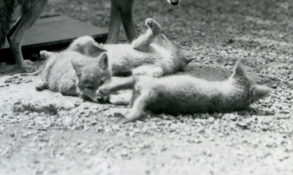 Tři kojotí mláďata válející se po zemi u matčiných nohou, londýnská zoo