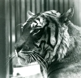 Tiger Sam v londýnské zoo v roce 1925
