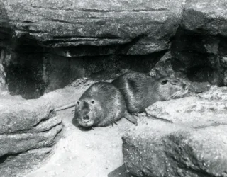 Dvě nutrie odpočívající mezi kameny ve svém výběhu v londýnské zoo, duben 1925