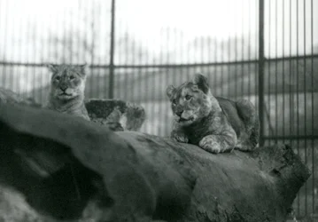 Dvě lvíčata, která se narodila ve zvěřinci, ve výběhu v londýnské zoo, duben 1924