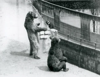 Dva medvědi hnědí, jeden stojící na zadních a jeden sedící, dívají se dolů z Mappin Terraces, London Zoo, červenec 1925