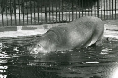 Mladý hroch Bobbie vstoupil do svého bazénu v londýnské zoo v srpnu 1927