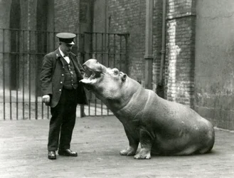 Mladý hroch Bobbie sedí u chovatele Ernieho Bowmana, Londýnská zoo, červenec 1923 (černobílá fotografie)