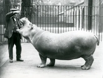 Mladý hroch Bobbie s chovatelem Erniem Bowmanem, Londýnská zoo, červenec 1923 (černobílá fotografie)