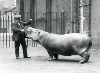 Mladý hroch Bobbie s chovatelem Erniem Bowmanem, Londýnská zoo, červenec 1923 (černobílá fotografie)