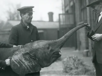 Mladá samice trpasličího afrického slona Oojah zvedá chobot pro pamlsek v londýnské zoo, červen 1925