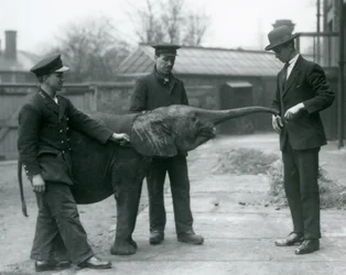 Mladá samice trpasličího afrického slona Oojah zvedá chobot pro pamlsek v londýnské zoo, červen 1925