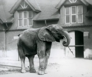Mladý samec slona afrického Kiberenge stojící před Elephant House, London Zoo, červen 1927