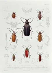 Sbírka Coleoptera nalezená v Chile, ilustrace z „Historia de Chile“, vyryla Lebrun, 1854