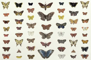 Koláž motýlů a můr včetně krásky Camberwellové, otakárka britského, otakárka vzácného, páva a želvy malé, kolem roku 1830 (výtisk 104967)