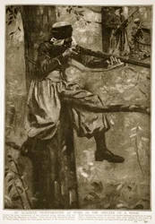 Alžírský ostrostřelec při práci v úkrytu v lese, 1914-19