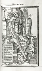 Anatomická ilustrace, 1546