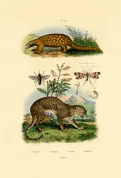 Mravenečník, 1833-39