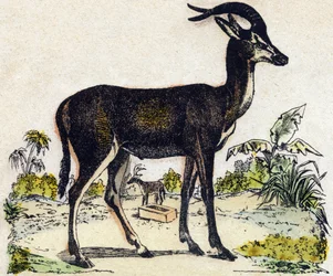 Antilopa. Gravírování v „“Abeceda zvířat sauvages““. 9. série. Obrázky Epinal, Pellerin, tiskárna-nakladatel, kolem roku 1870. Rytiny na dřevě, šablona. 16 stran. Rozměr: 20 x 15 cm. Soukromá sbírka