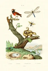 Mravenci, 1833-39