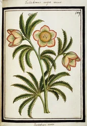 Čemeřice černá, kolem 1700