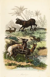 Pakůň černý, Connochaetes gnou, kriticky ohrožený adax neboli šrouborohá antilopa, Addax nasomaculatus, a bušbok páskovaný neboli kewel, Tragelaphus scriptus