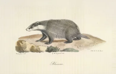 Badger, Badger, z Natural History of savců (color litho)