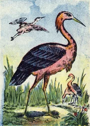 Volavka modrá: pták orel živící se červy a plazy. Žije ve Spojených státech a v Karibiku. Rytina v "Alphabet des oiseaux". Vyobrazení Pont-a-Mousson, Marcel a/nebo Louis Vagne, tiskař a vydavatel, konec 19. století. 16 stran. Rozměr: 20,5 x 14 c