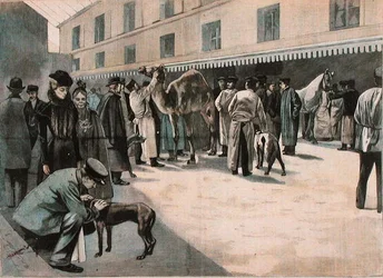 Péče o velblouda na Ecole Nationale Veterinaire d