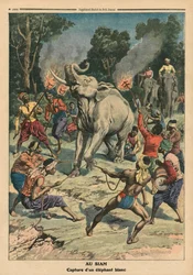 Chytání bílého slona v Siamu, ilustrace z 