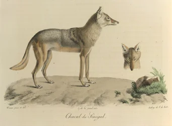 Šakal ze Senegalu. Šakal ze Senegalu, z Přírodní historie savců (barva litho)
