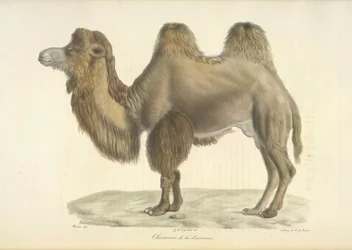 Velbloud dvouhrbý, Velbloud dvouhrbý, z Přírodní historie savců (barva litho)