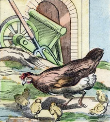 Kuře a kuřátka. Rytina "Buffon Alphabet des Oiseaux n 2". 3. série N 2. Zobrazování Epinalu, Epinal, konec 19. století. 16 stran. Rozměr: 28 x 21 cm