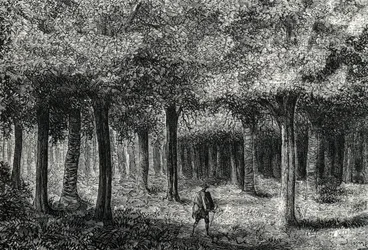 Les cinchona produkující kůru mochyně pro léčbu malárie, Peru (rytina) 1888